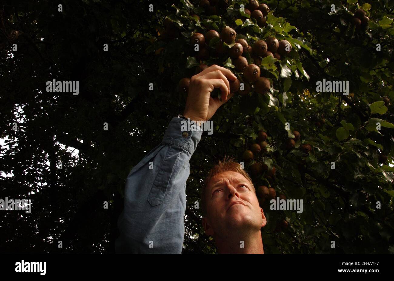 DAVE MATTHEWS INSPIZIERT PERRY BIRNEN AUF DER GT NEWRA FARM IN SOUTH WALES,28/8/04 PILSTON Stockfoto