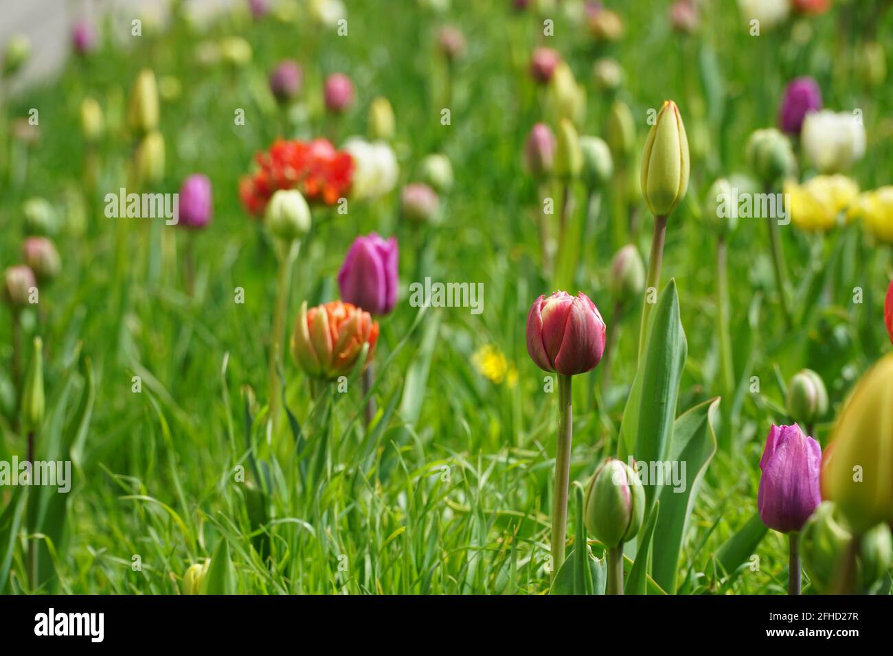 Bunte Tulpen wachsen auf einem Straßenblumenbett oder im Garten. Selektiver Fokus. Natürliche Blumen Frühling Hintergrund. Stockfoto