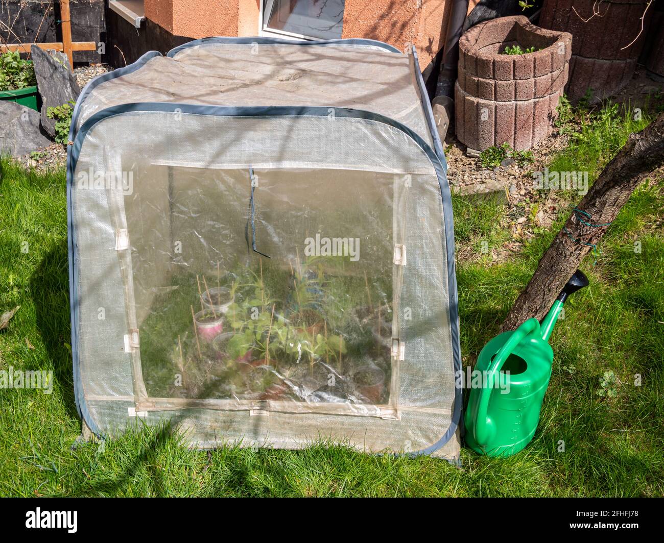 Es gibt einen kleinen kalten Rahmen mit Pflanzen in der Garten Stockfoto