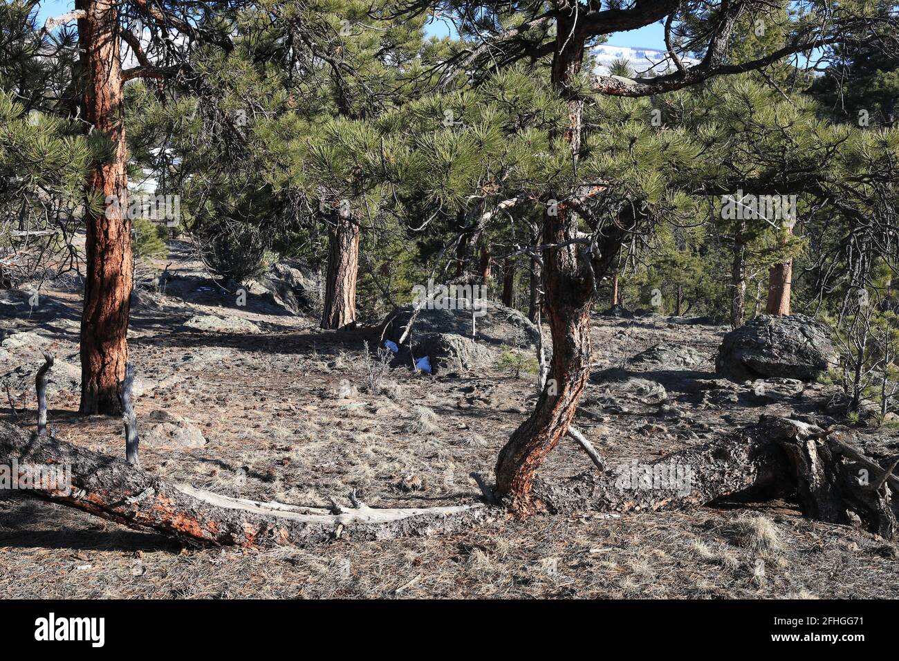 Bäume und Wälder Stockfoto