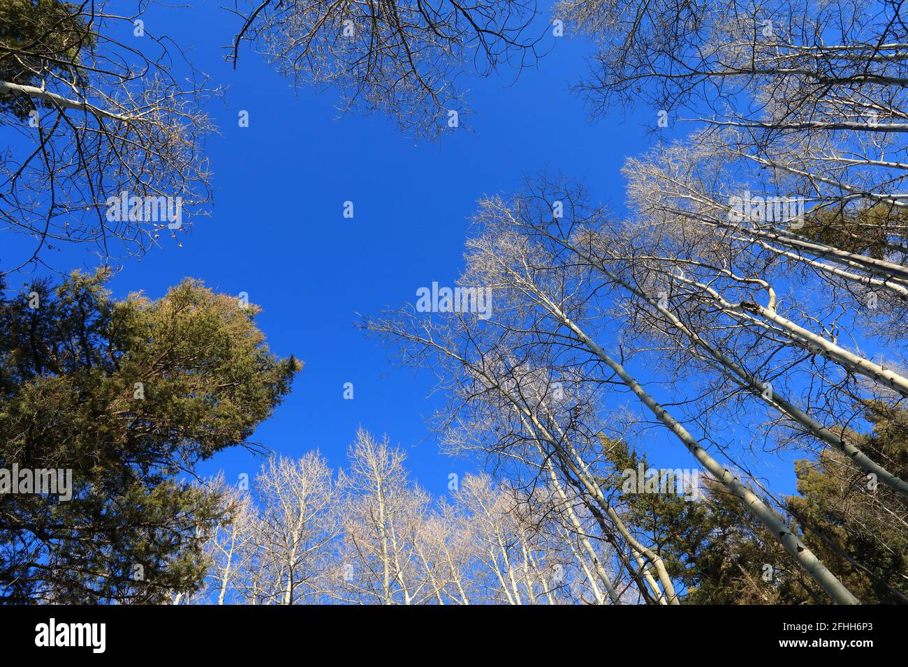 Bäume und Wälder Stockfoto