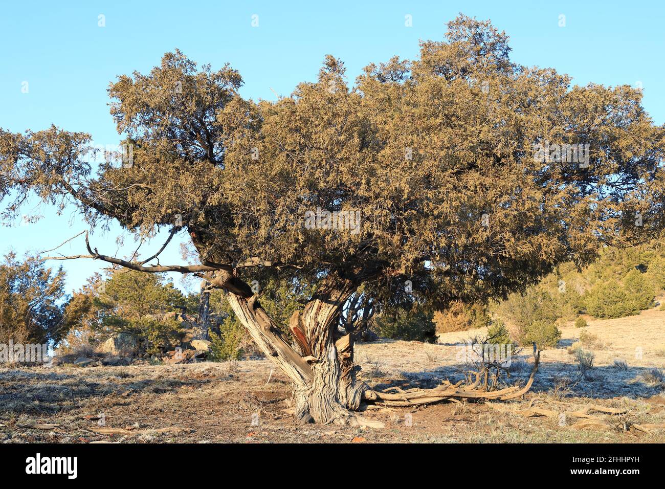Bäume und Wälder Stockfoto