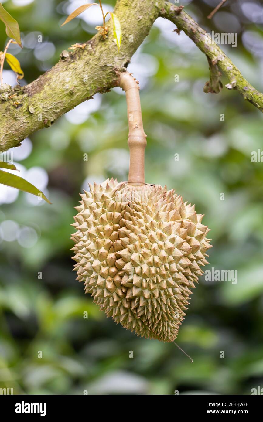 Monthong Durian auf Baum, König der Früchte aus Thailand Stockfoto
