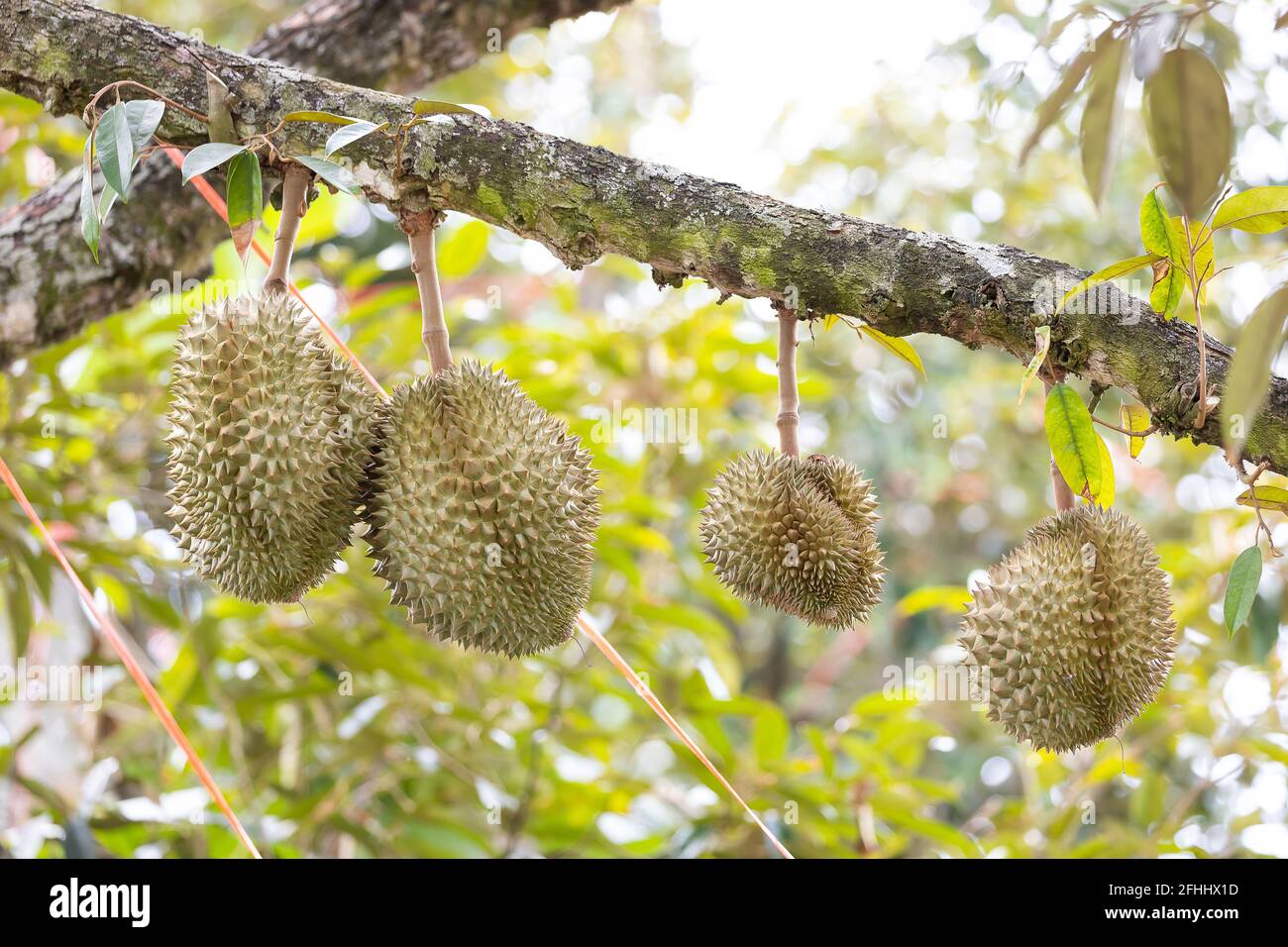 Monthong Durian auf Baum, König der Früchte aus Thailand Stockfoto