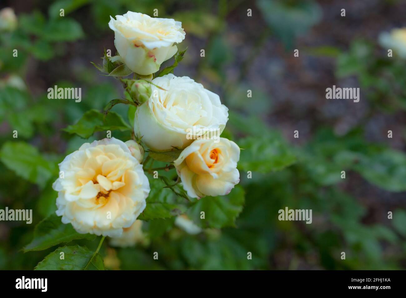 Schöne Rosenknospen blühen in unserem Garten und sind angenehm Das Auge Stockfoto