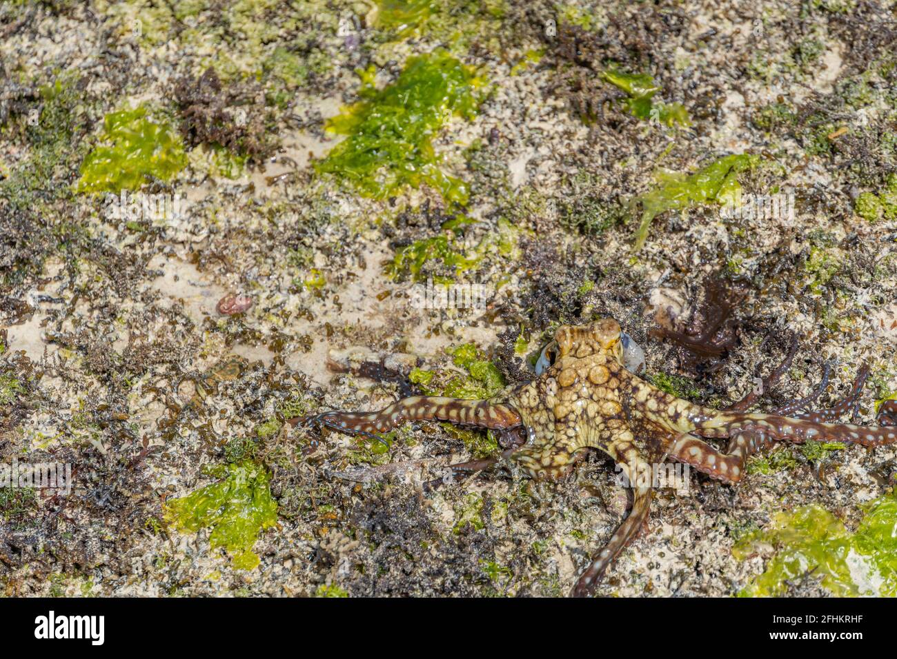 Ein farbenfroher großer Oktopus klettert am Strand entlang. Ein lebender Oktopus, der gerade im Meer gefangen wurde. Die Tentakeln breiten sich in alle Richtungen aus. Stockfoto