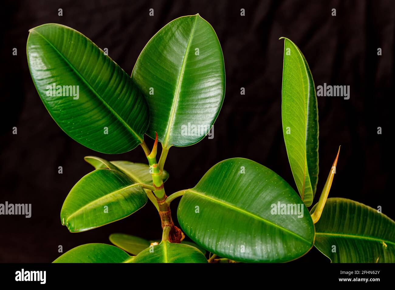 Eine Kautschukbaum-Zimmerpflanze auf schwarzem Hintergrund Stockfotografie  - Alamy