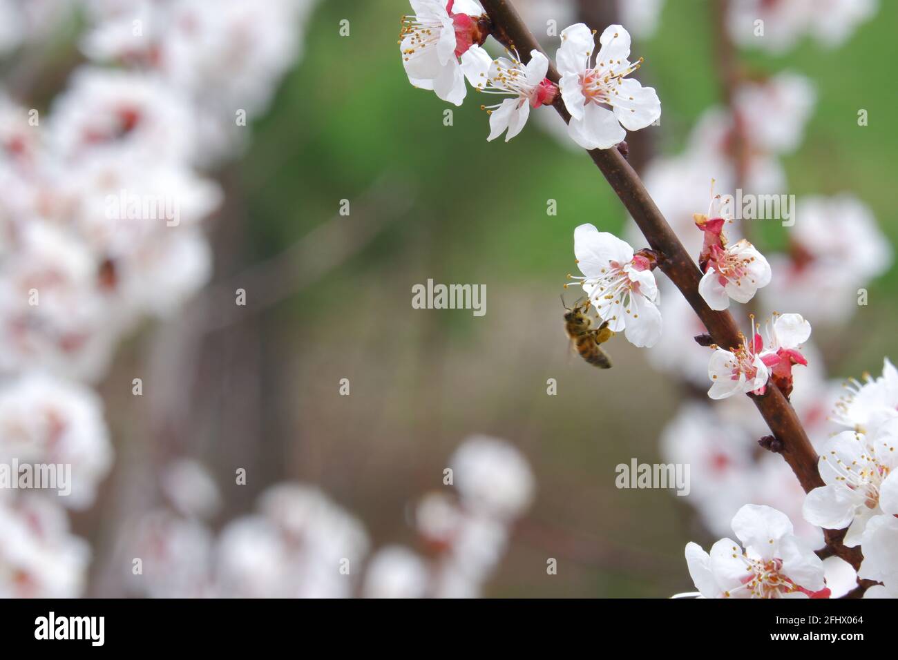 Honigbiene und Weiß schöne Aprikosenblüten auf Baummakro Schießen Stockfoto