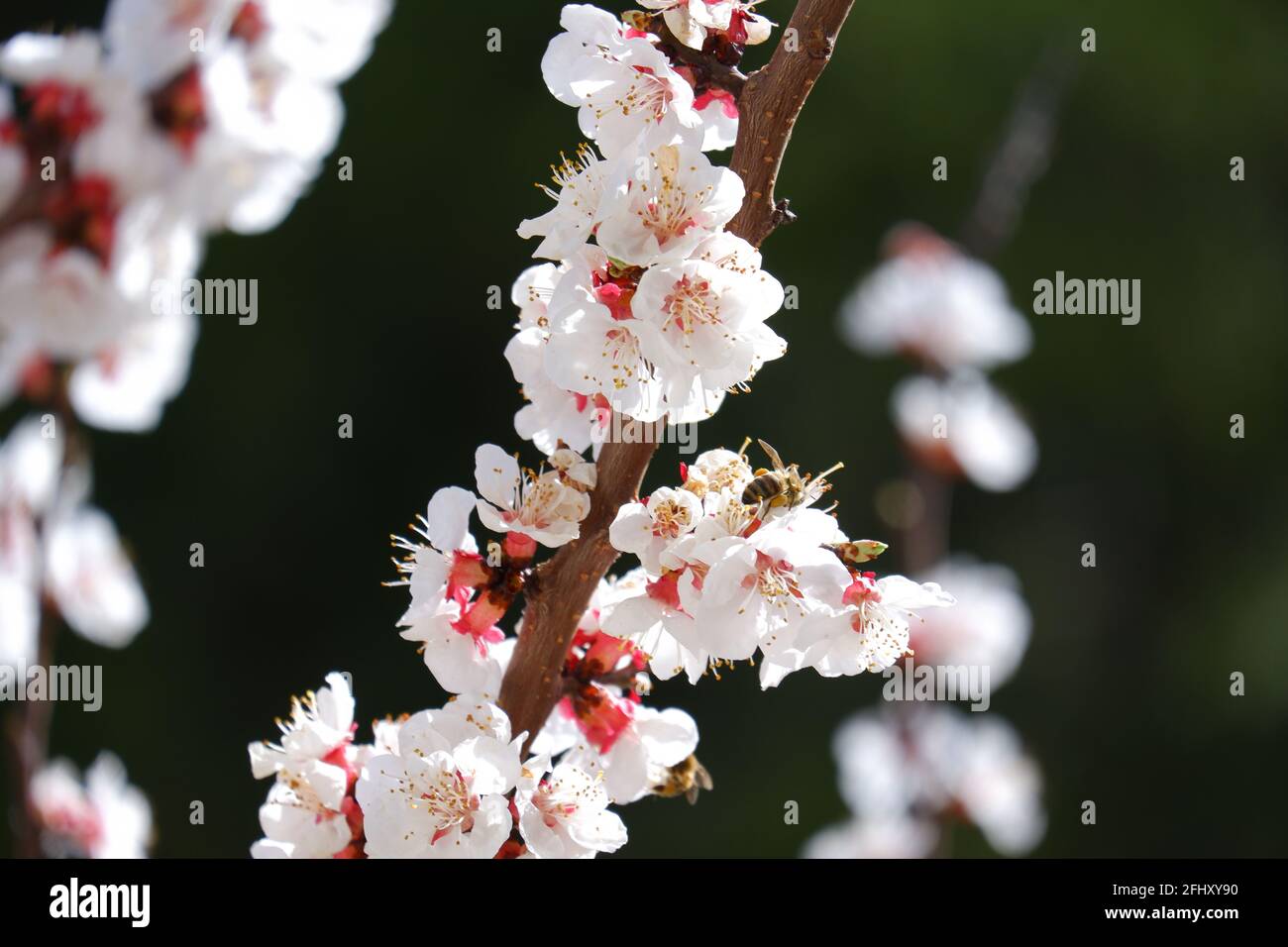 Honigbiene und Weiß schöne Aprikosenblüten auf Baummakro Schießen Sie im Frühling Stockfoto