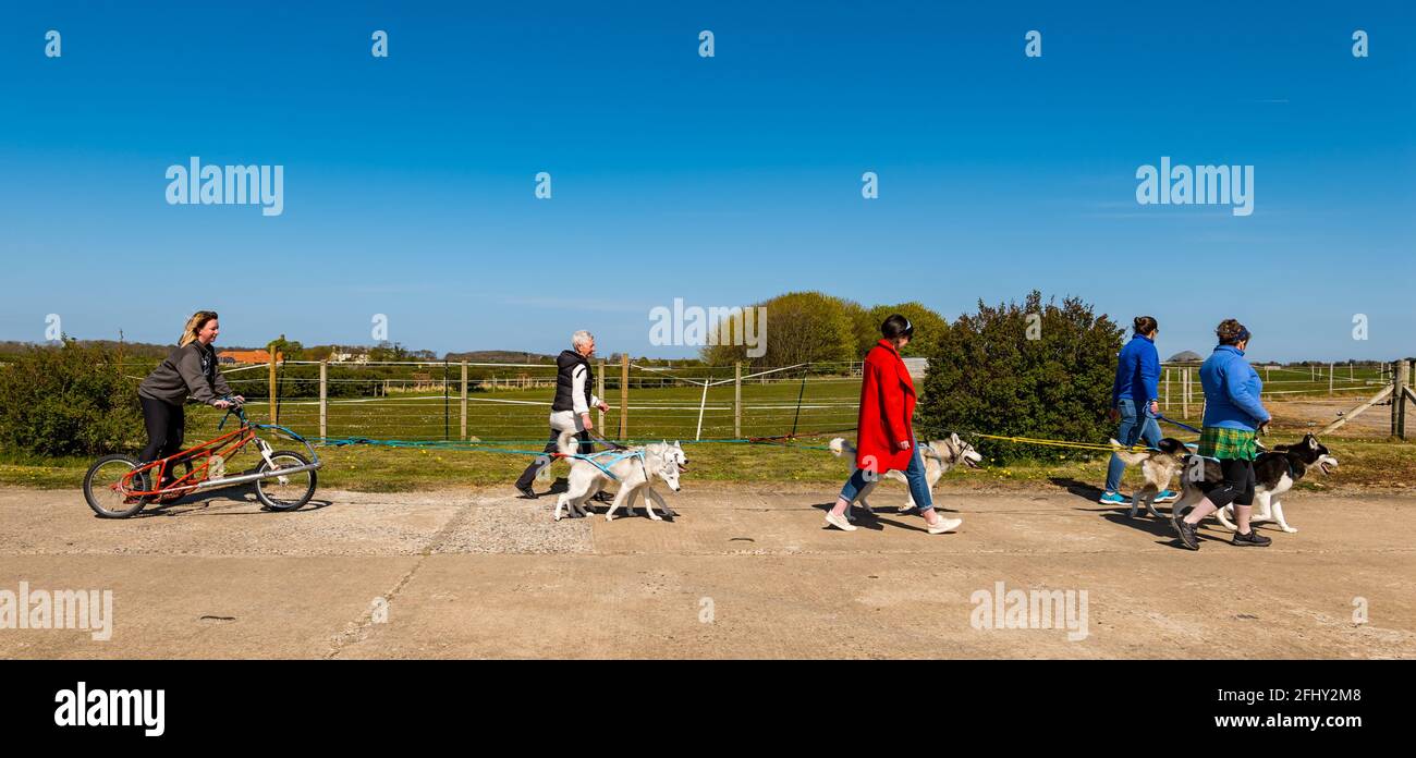 East Lothian, Schottland, Großbritannien, 25. April 2021. Virtueller Kilt Walk: Kilt Walker, die die Muirfield Riding Therapy Charity unterstützen, überqueren eine ‘Ziellinie’, um ihre Teilnahme an ihrer Spendenaktion ‘Round the World’ zu feiern. Im Bild: Das Team von BaxterStory, das die Strecke nach Alaska zurückgelegt hat, feiert mit einem sibirischen Husky Dog Team Stockfoto