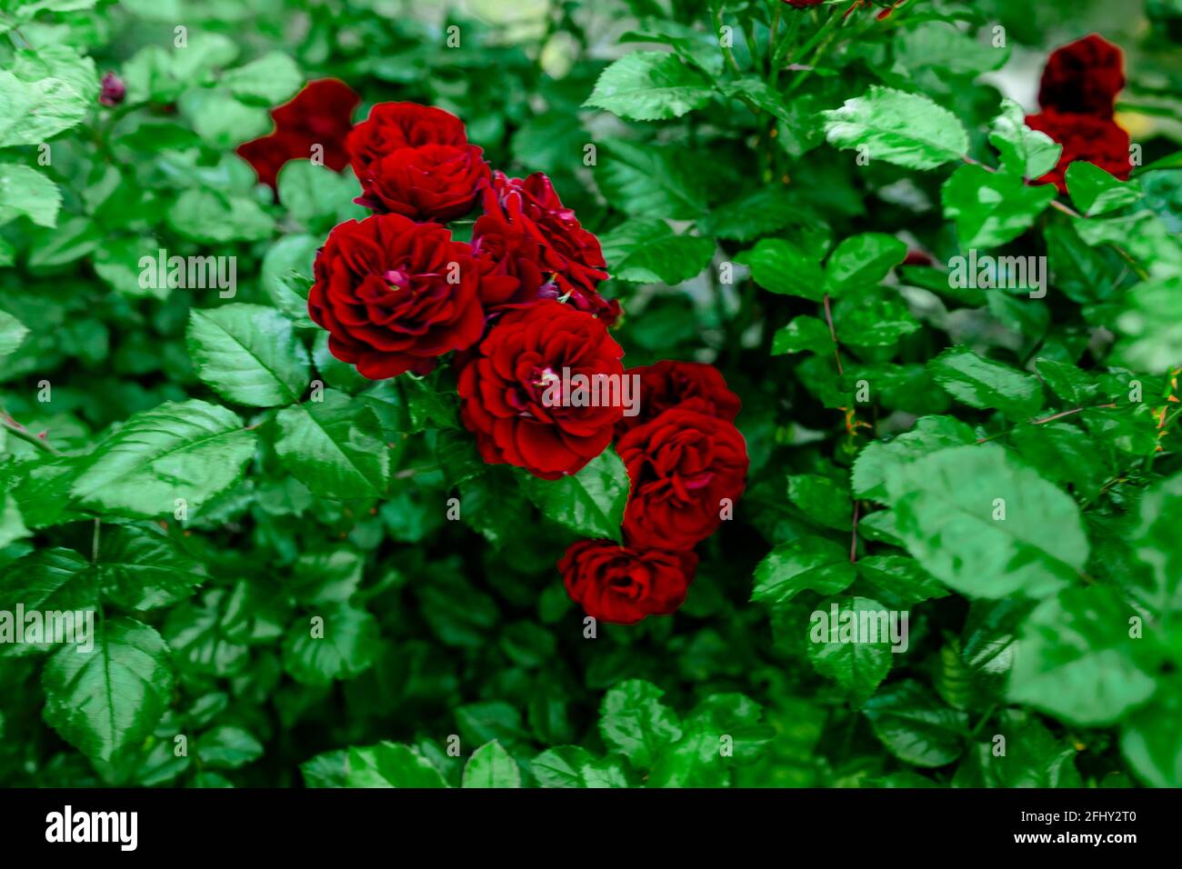 Schöne Rosenknospen blühen in unserem Garten und sind angenehm Das Auge Stockfoto