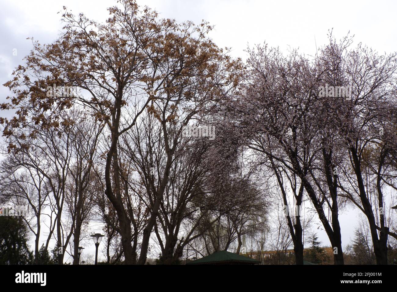 Bäume im Park bei bewölktem Wetter Stockfoto