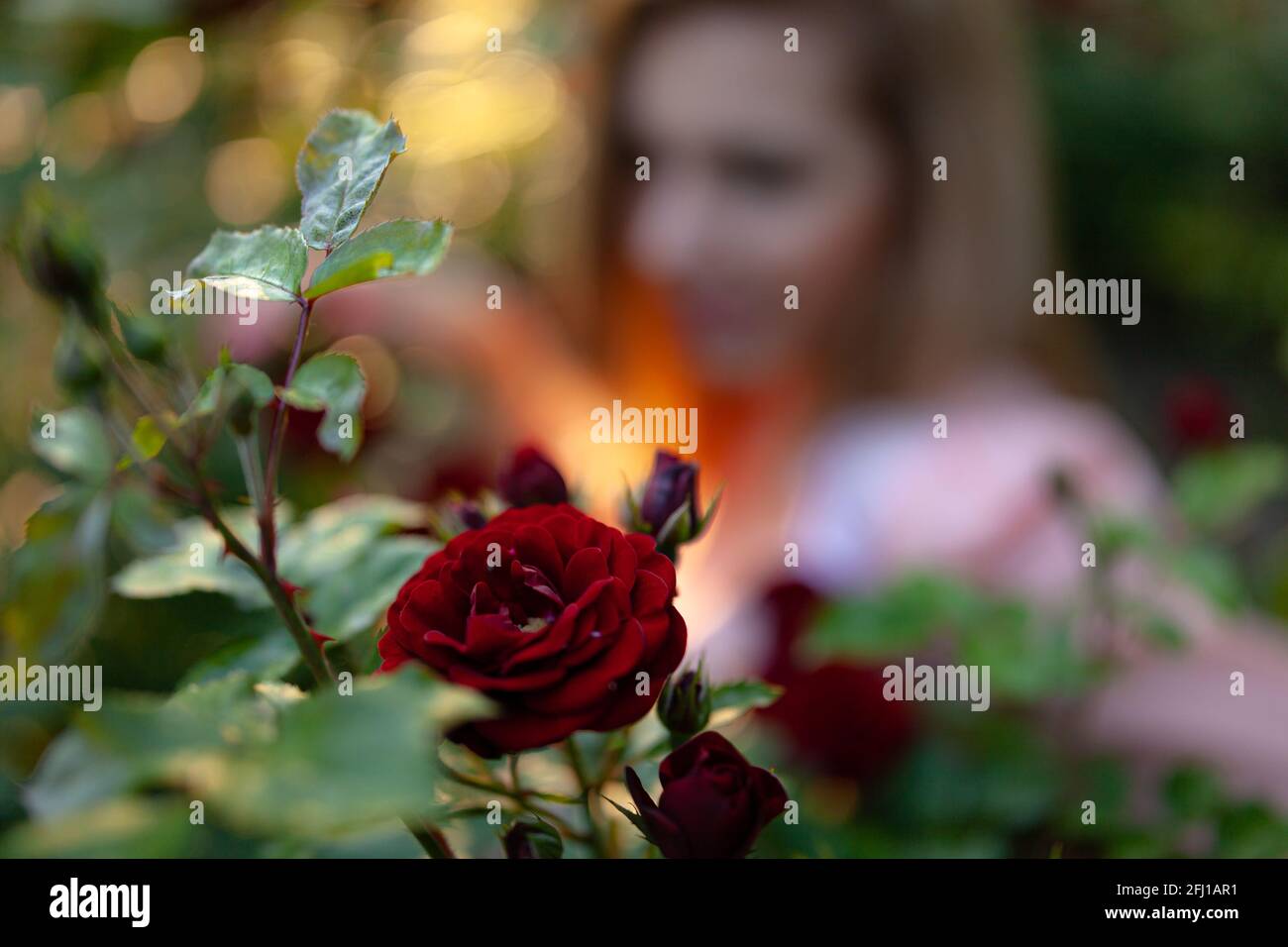 Schöne Rosenknospen blühen in unserem Garten und sind angenehm Das Auge Stockfoto