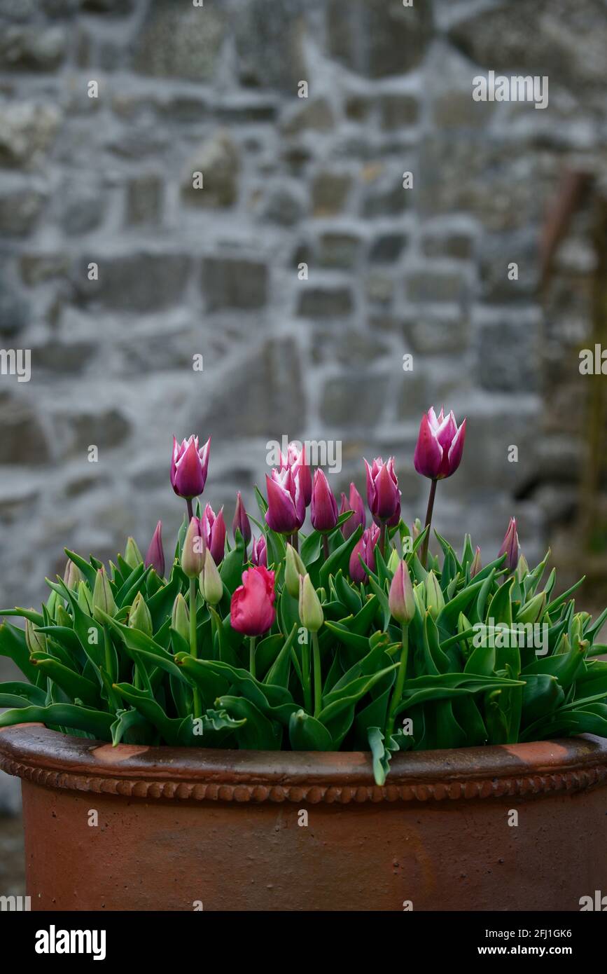 Tulipa, Tulpen, Tulpen, Tulpen im Topf, lila und weiße Tulpen, Blume, Blüte,  gemischtes Pflanzschema, Frühling in Der Garten, RM Floral Stockfotografie  - Alamy