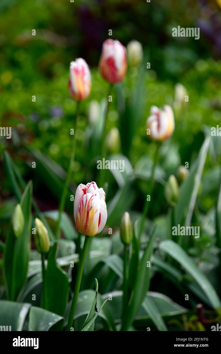 Tulipa Carnaval de Rio, Tulipa Carnival de Riotulip, Triumphtulips, gestreift, Streifen, Streifen, rot und weiß Tulpen, Frühling im Garten, RM floral Stockfoto