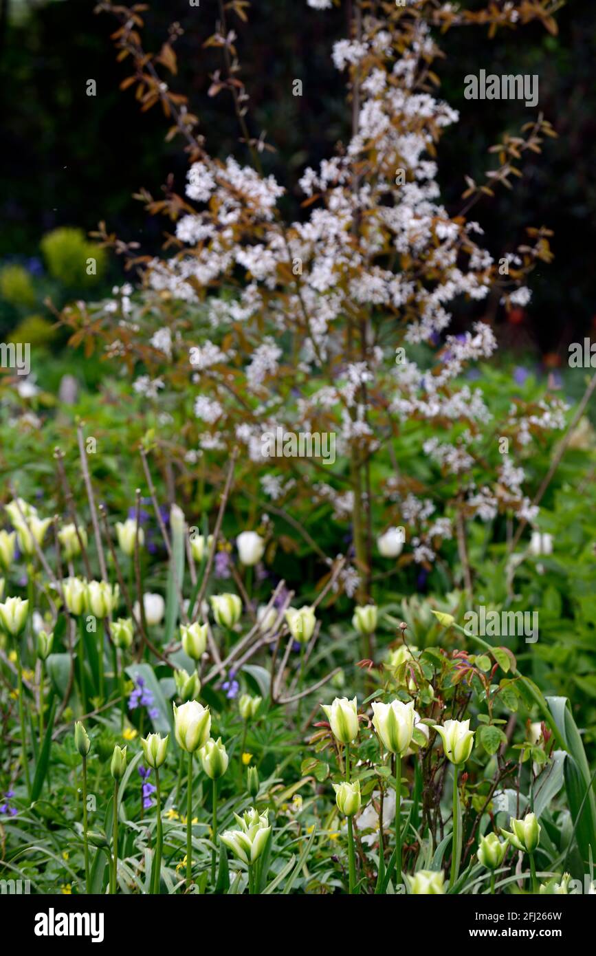 tulipa Frühlingsgrün, Tulpe Frühlingsgrün, viridiflora Gruppe, weiß grüne Blumen, Blume, Blüte, Frühling in der Garten, Zimmer mit Blumenmuster Stockfoto