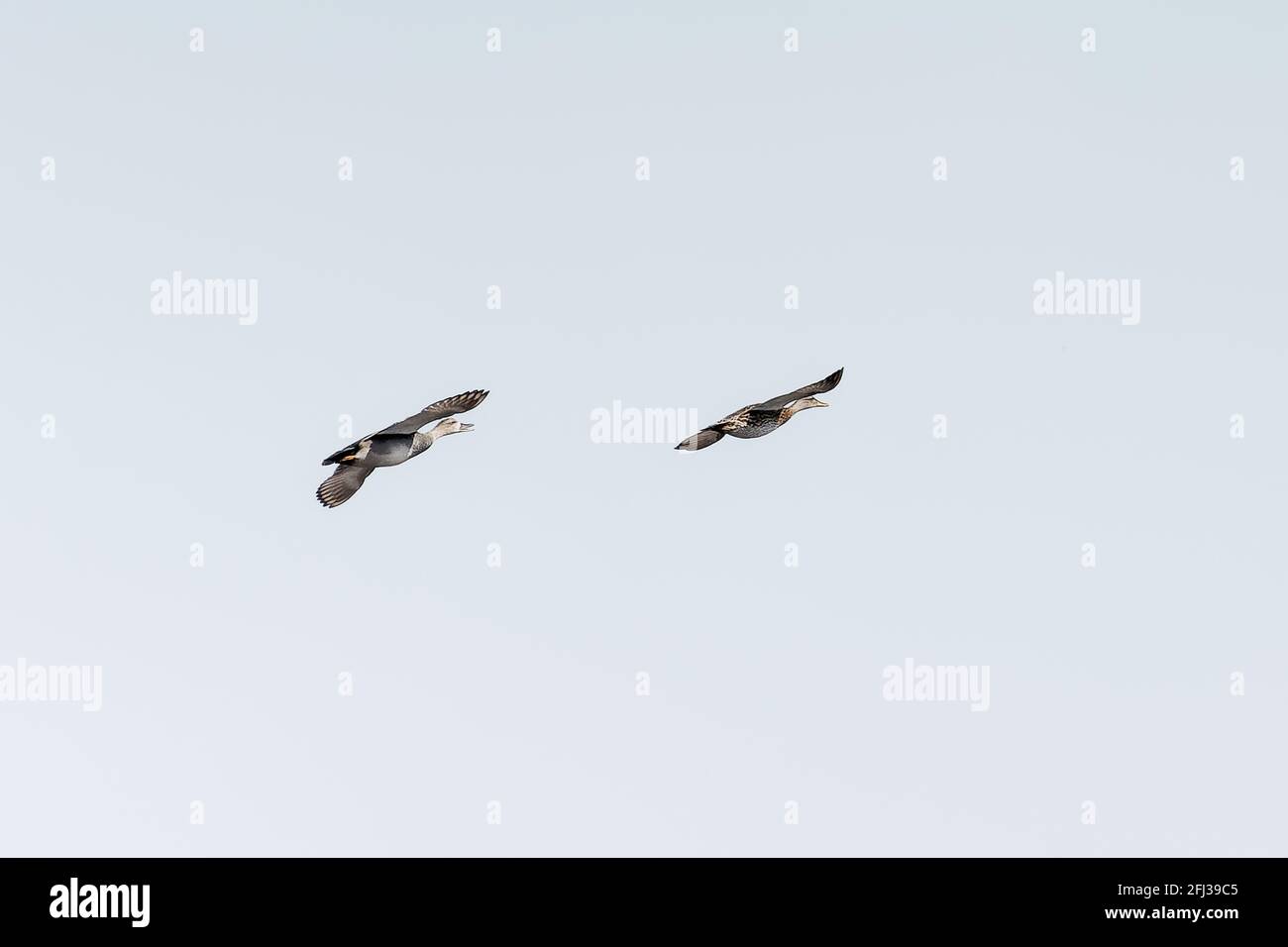 Gadwell Enten im Flug und Schwimmen auf Somerset Sümpfen Stockfoto