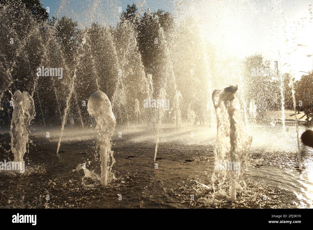 Schöner grüner dichter Wald an einsamen Abenden Stockfoto