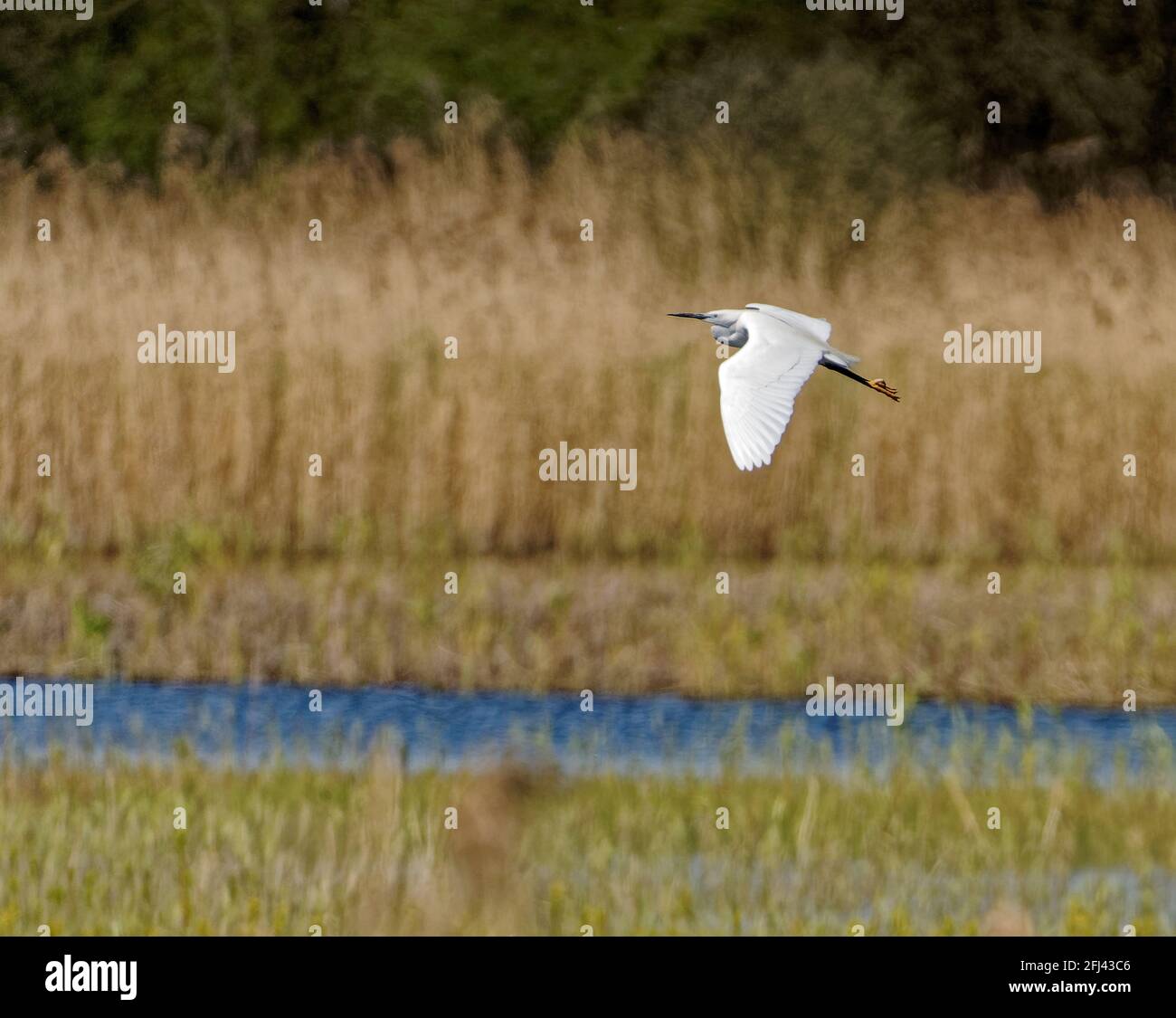 Großer weißer Reiher, der im Flug über den Sumpfgebieten von Somerset gezeigt wurde Stockfoto