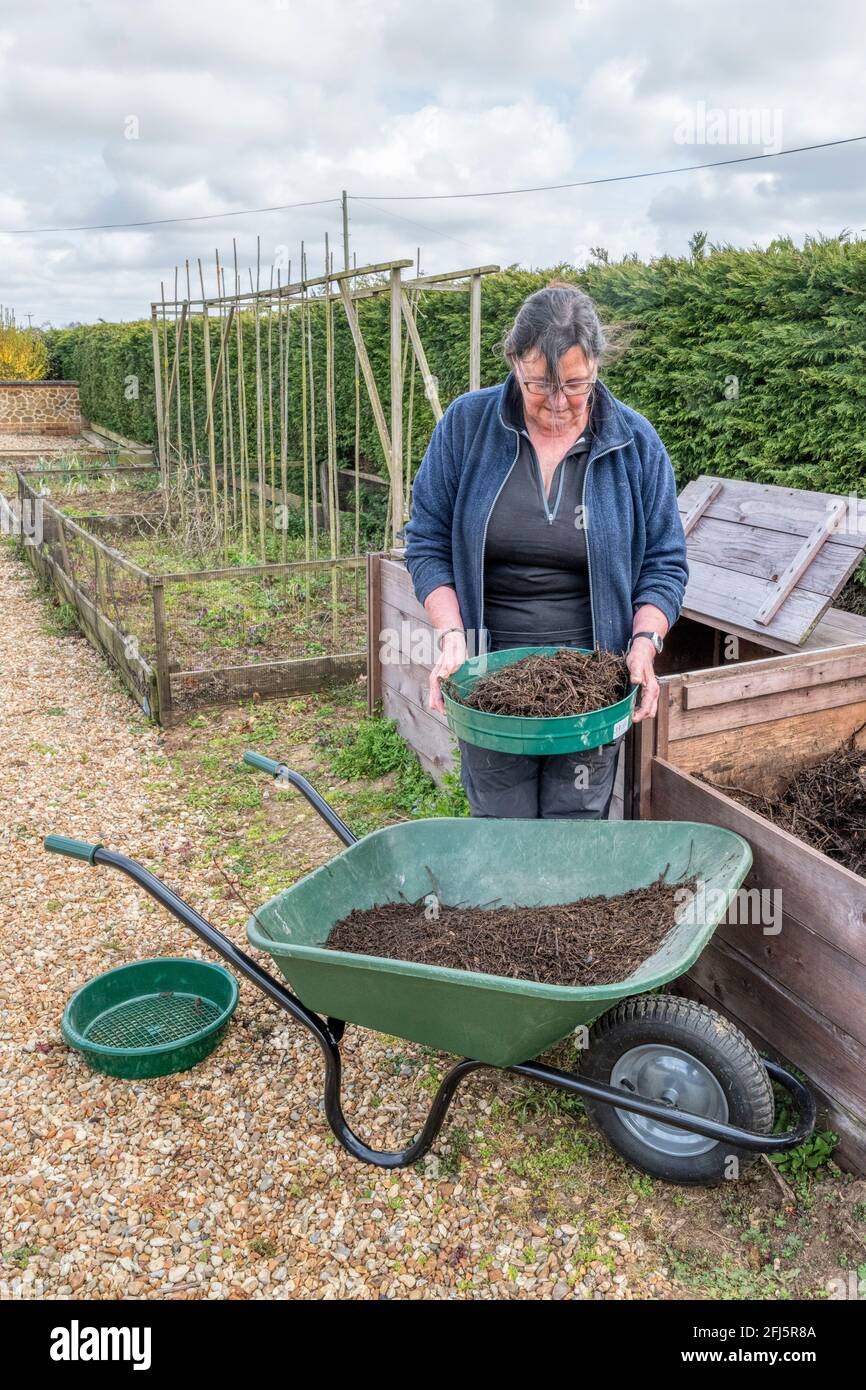Frau, die Kompost aus dem Kompostbehälter in eine Schubkarre reibt, bereit, in den Garten zu graben. Stockfoto