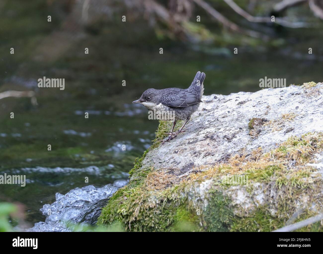 Jungtier (Cinclus cinclus) Stockfoto