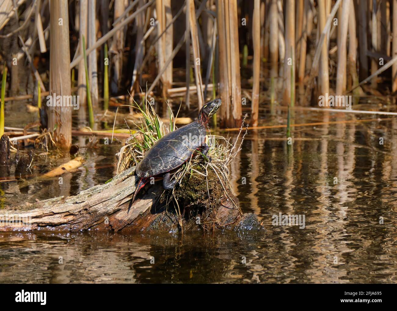 Im frühen Frühjahr, geschützt durch Schilfrohr, sonnt sich eine gemalte Schildkröte in der Sonne auf einem Gras- und moosbewachsenen Baumstamm in einem Teich neben dem oton Stockfoto