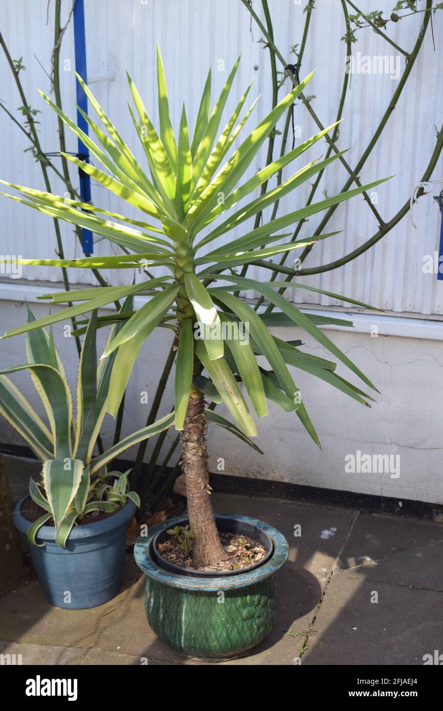 Yucca-Palme Stockfoto