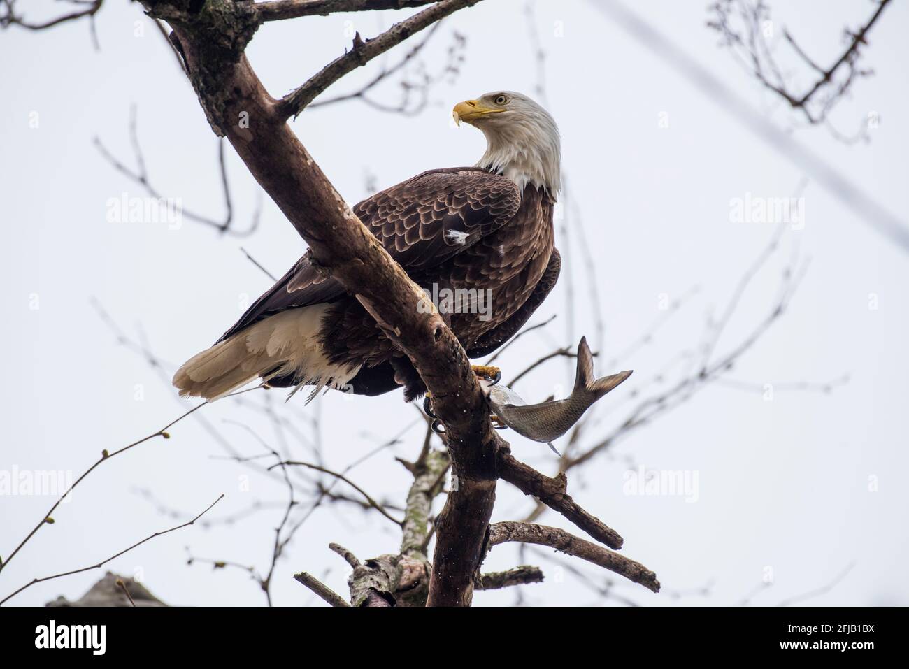 Ein amerikanischer Weißkopfseeadler in den Bäumen über dem Susquehanna River in der Nähe des Conowingo Dam in Cecil County, Maryland. Er hält einen Fisch, den er gerade gefangen hat. Stockfoto