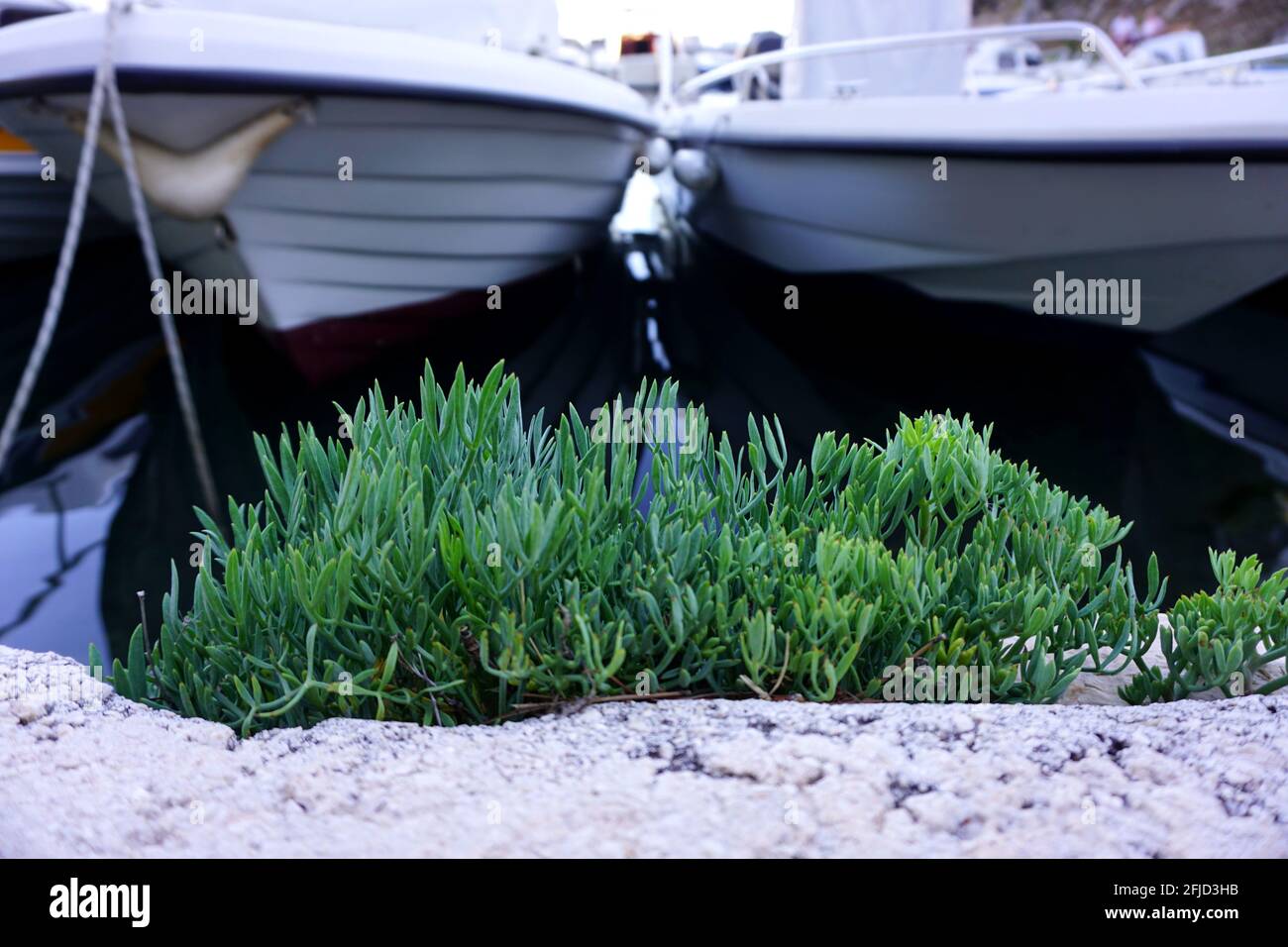 Felssamphirkraut in der heimischen mediterranen Umgebung in der Nähe der Unverschmutztes Meerwasser Stockfoto