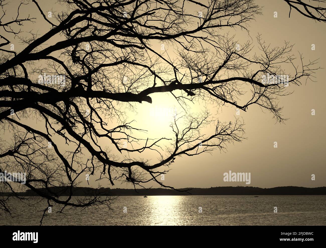 Hintergrund aus Sepia-Natur, Silhouette von Baumzweigen über goldener, glänzender Meeresoberfläche bei Sonnenuntergang Stockfoto
