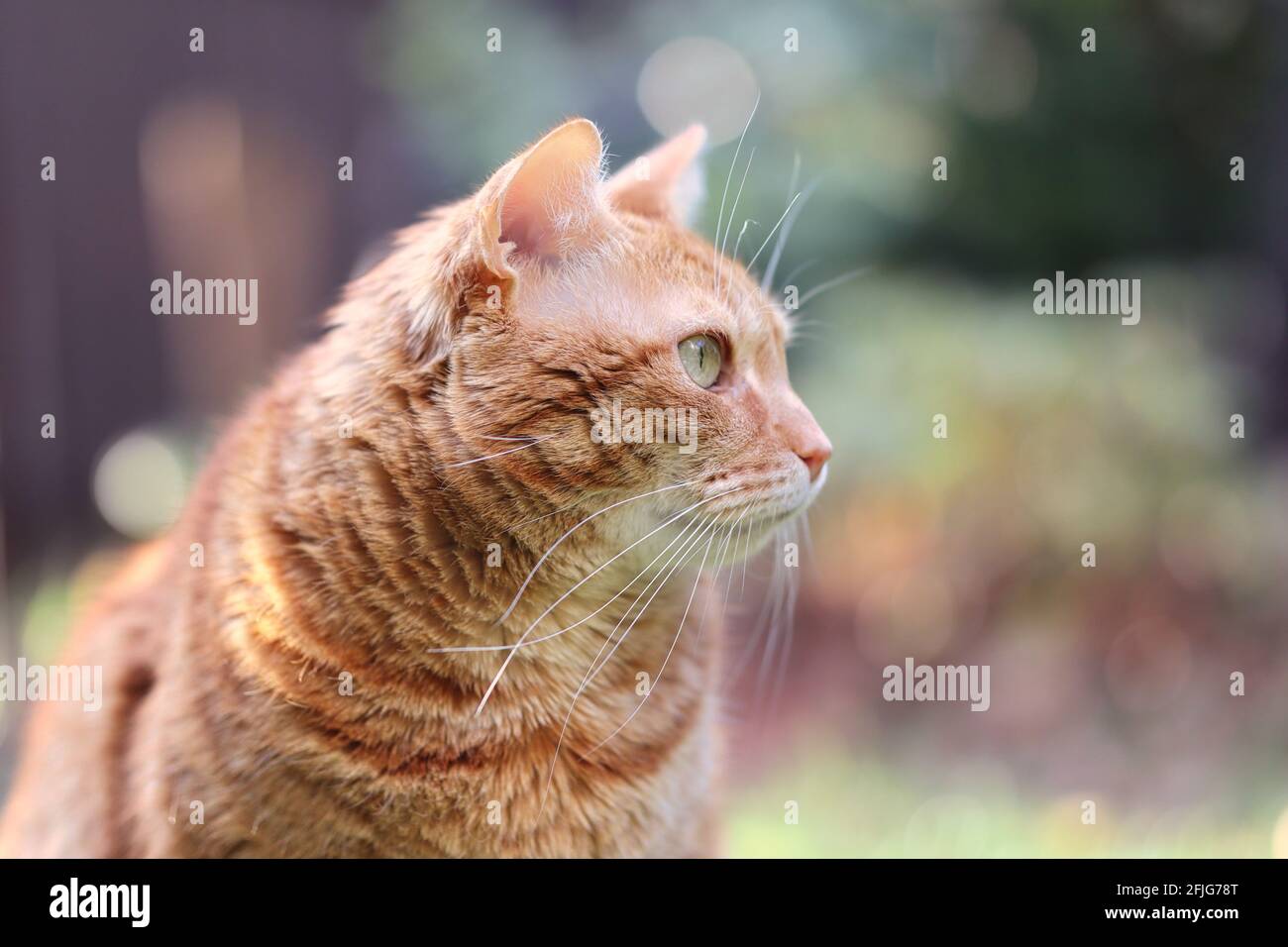 Seitenprofil der Orange Tabby Katze im Garten. Seitenportrait der Ingwerkatze außen. Stockfoto