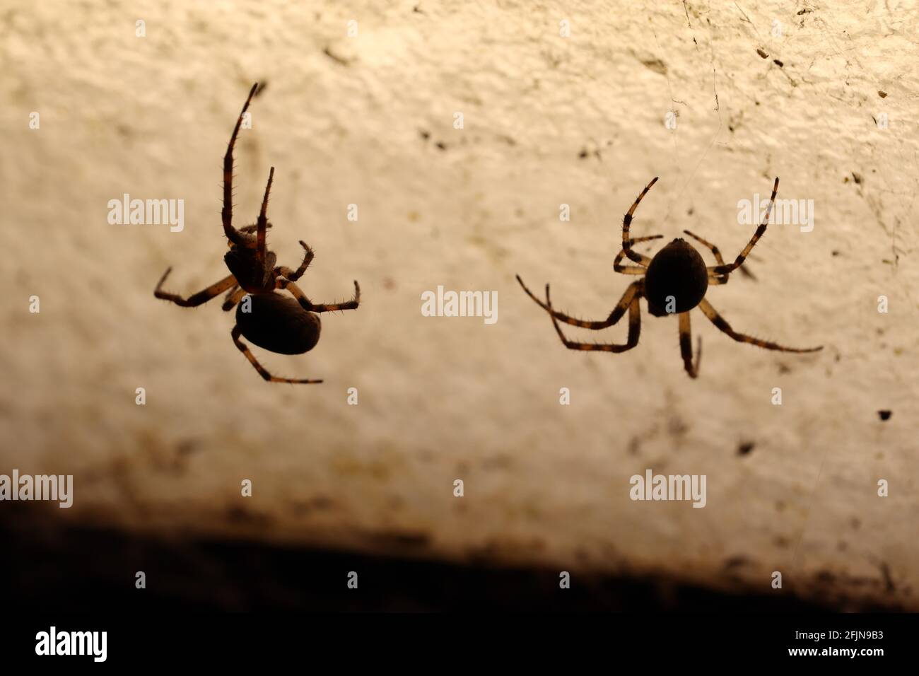 Zwei Spinnen, die über ihr Abendmenü diskutierten, nahmen eine Silhouette mit. Stockfoto