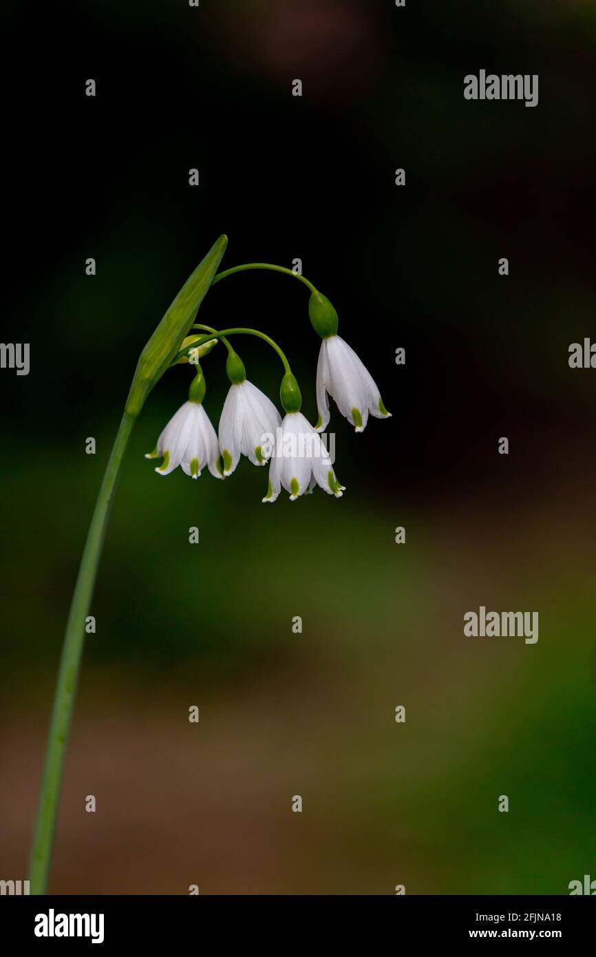 Leucojum Gravetye Giant an einem sonnigen Tag gegen eine Dunkelheit Hintergrund Stockfoto