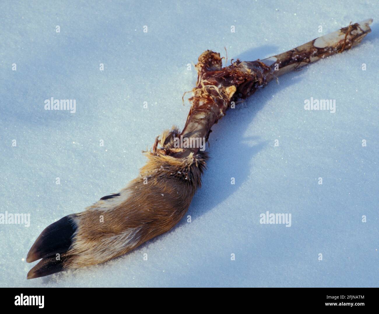 Die Überreste eines Hirschbeins, das im Winter tot auf dem Schnee liegt. Stockfoto