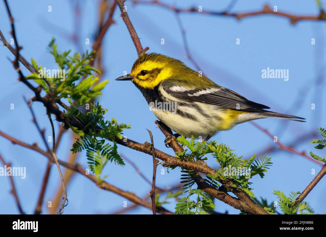 Schwarzkehliger Grünsänger (Setophaga virens) Männchen während der Frühjahrsmigration im südlichen Texas, Galveston, TX, USA. Stockfoto