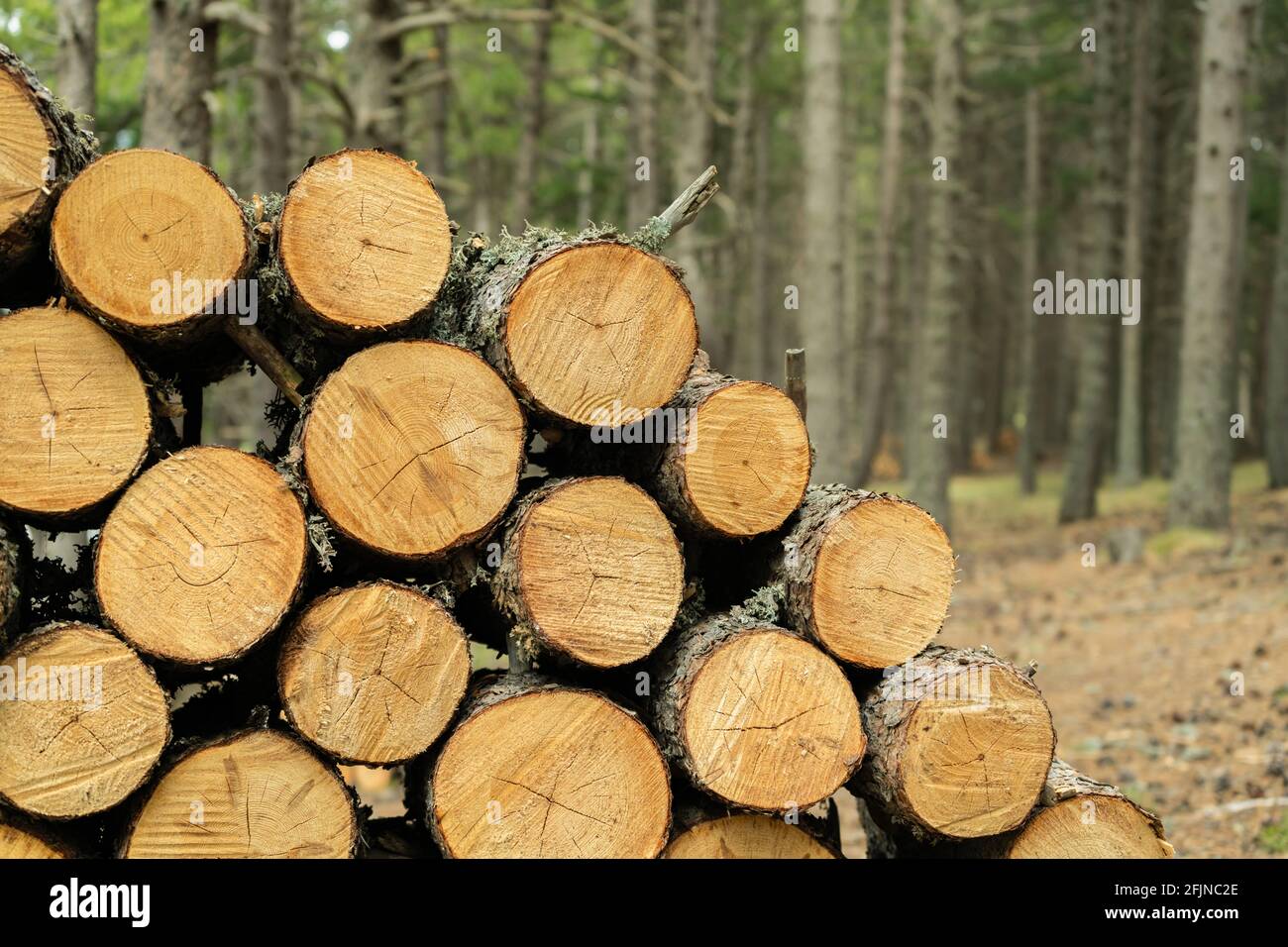 Stapel von Holzstämmen im Wald.Holzfäller Wald Holz Industrie.Brennholz in der Natur bereit für den Winter Hintergrund. Stockfoto