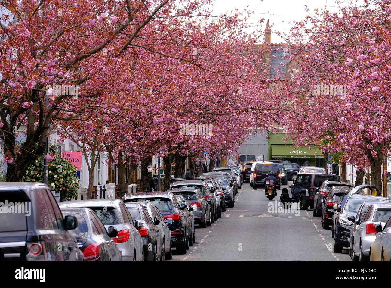 Spring Blossom, Linver Road, SW6, London, Großbritannien Stockfoto