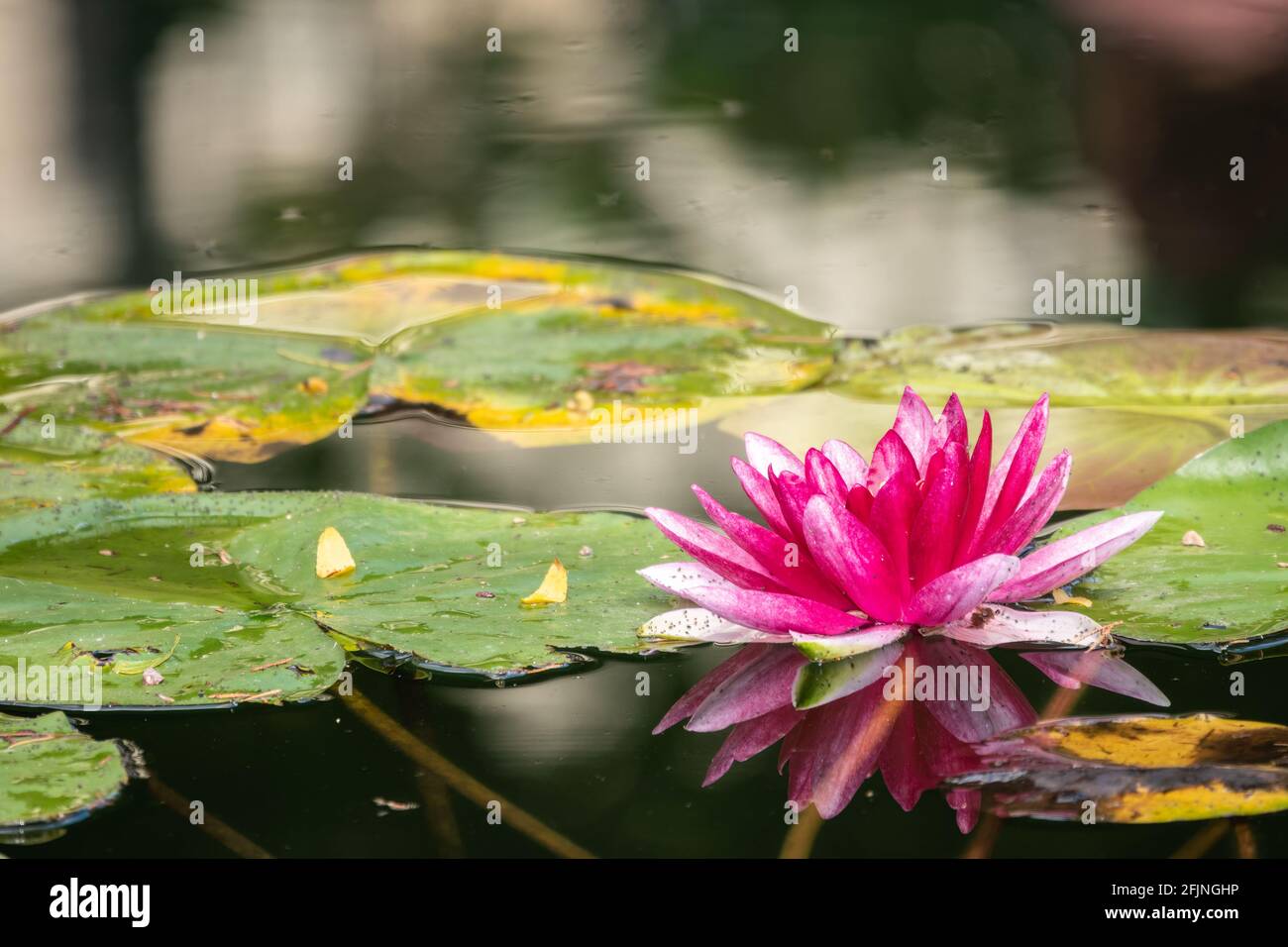 Rosa Seerosenblume, Nymphaea Lotus, auf grünen Blättern Hintergrund. Nymphaea sp. hort., im Teich Stockfoto