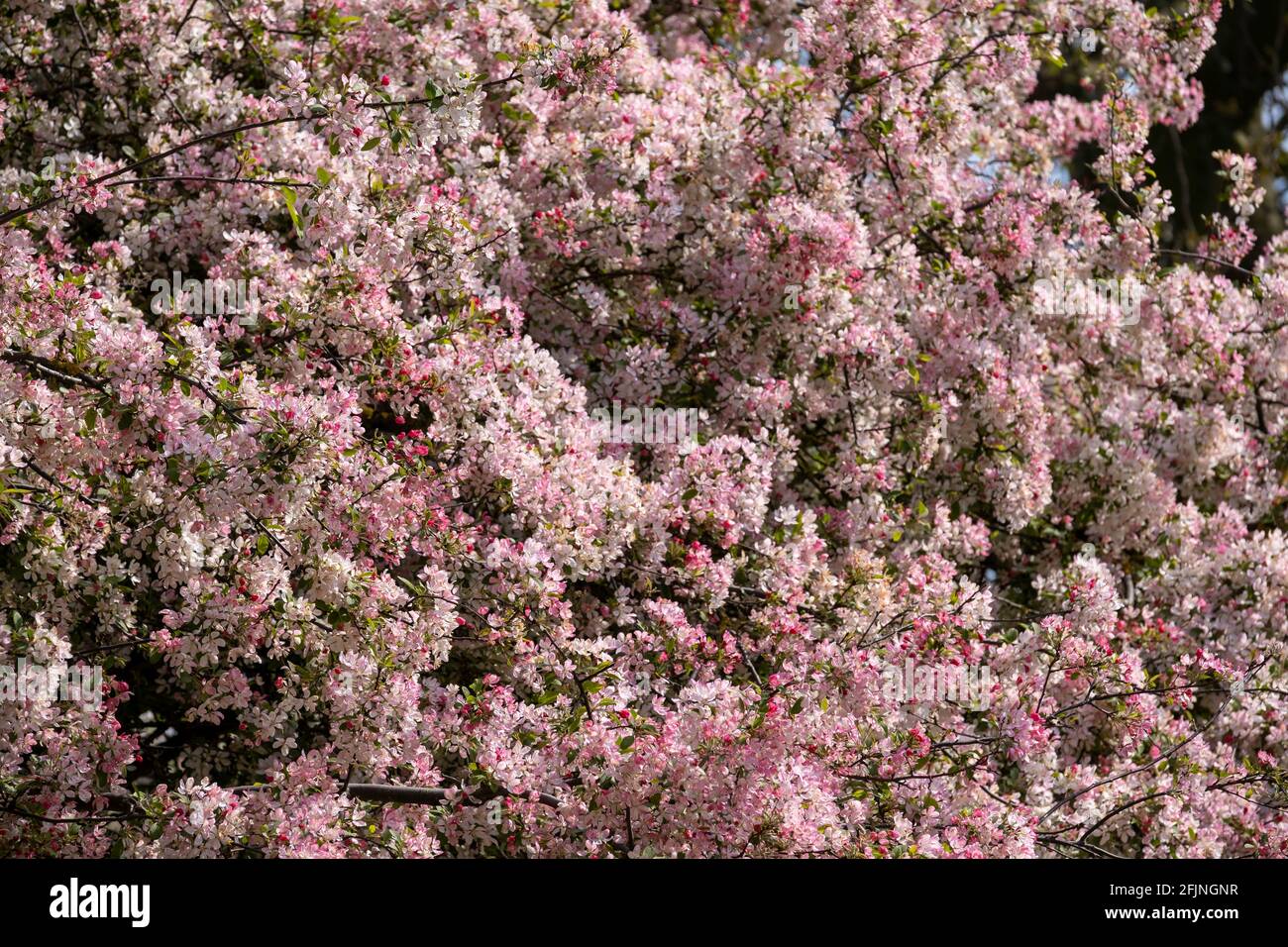 Coronation Gardens by Lyttelton Road, E10, London, Großbritannien Stockfoto