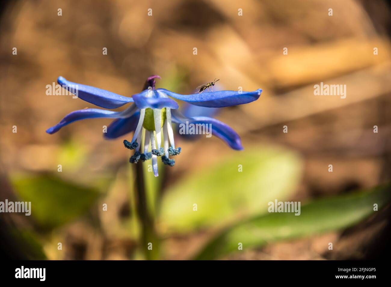 Insekt auf blauem, braunem und grünem Hintergrund Stockfoto