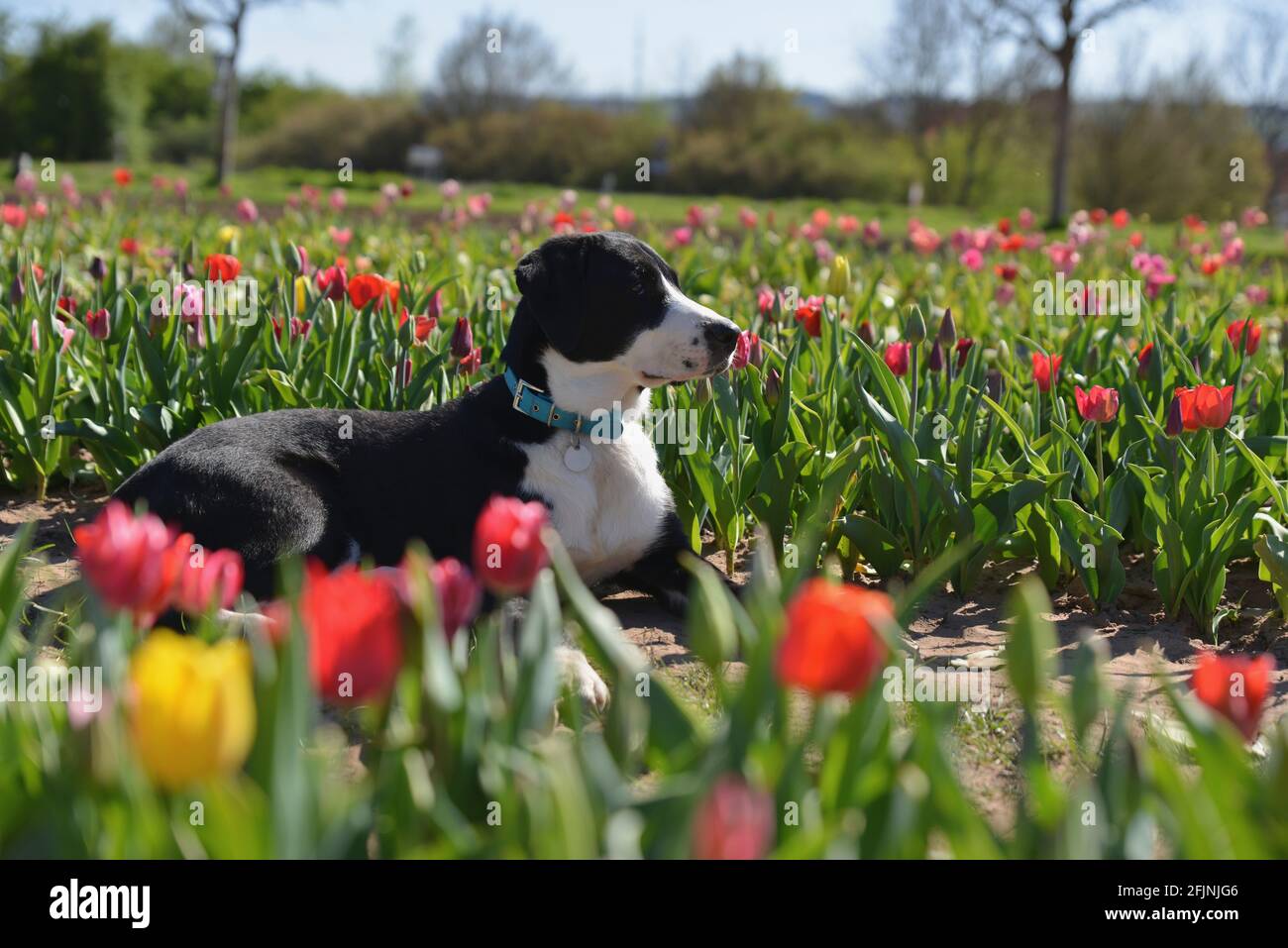 Hund im Frühling Stockfoto
