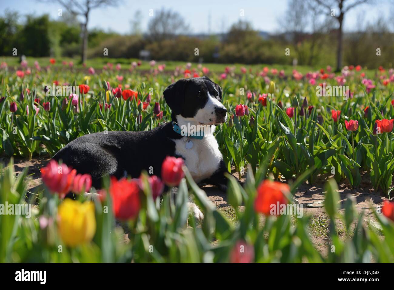Hund im Frühling Stockfoto