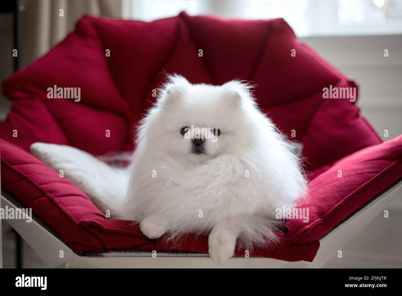 Liebenswert flauschig pommerschen Hund auf der roten Couch liegen. Nahaufnahme eines Tieres Stockfoto