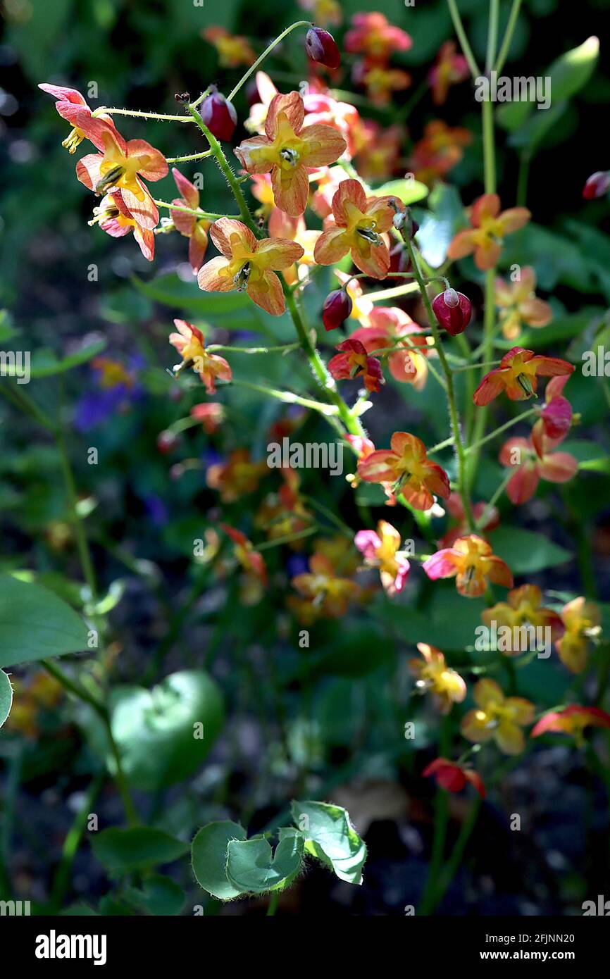 Epimedium pinnatum x warleyense ‘Orangekonigin’ Barrenwort Orange Queen - Spray von pfirsichrosa-geäderten Blüten mit gelben Spornen, April, England, Großbritannien Stockfoto