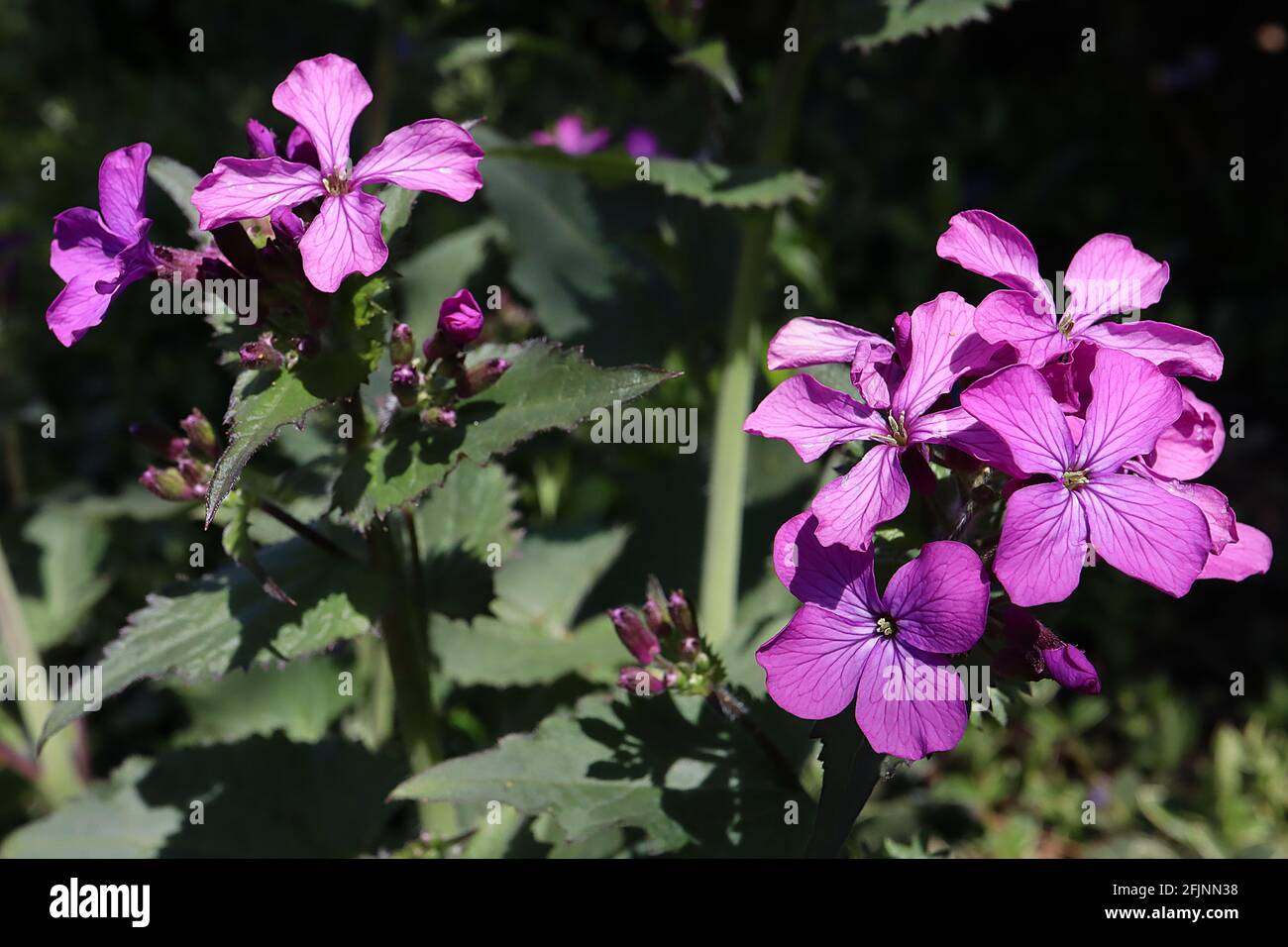 Lunaria annua ‘Munstead Purple’ allgemeine Ehrlichkeit Munstead Purple – lila rosa Blüten und große herzförmige Blätter, April, England, Großbritannien Stockfoto
