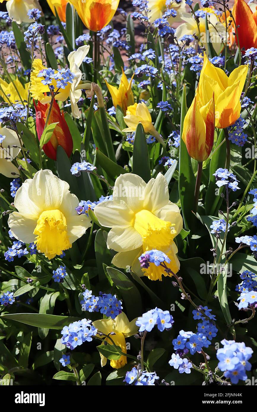Narcissus / Daffodil ‘Holland Sensation’ Division 1 Trompete Daffodils weiße Blütenblätter und Rüschengelbe Trompete, April, England, UK Stockfoto