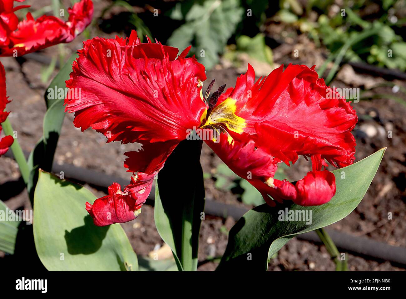 Tulipa gesneriana var dracontia ‘Roter Papagei’ Papagei 10 Roter Papageientulpe - verdrehte scharlachrote Blütenblätter, April, England, Großbritannien Stockfoto