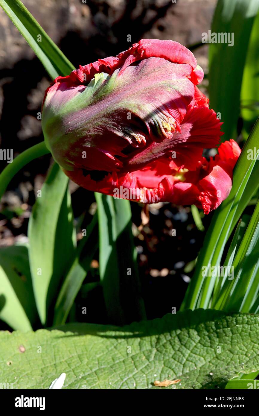 Tulipa gesneriana var dracontia ‘Roter Papagei’ Papagei 10 Roter Papageientulpe - verdrehte scharlachrote Blütenblätter, April, England, Großbritannien Stockfoto