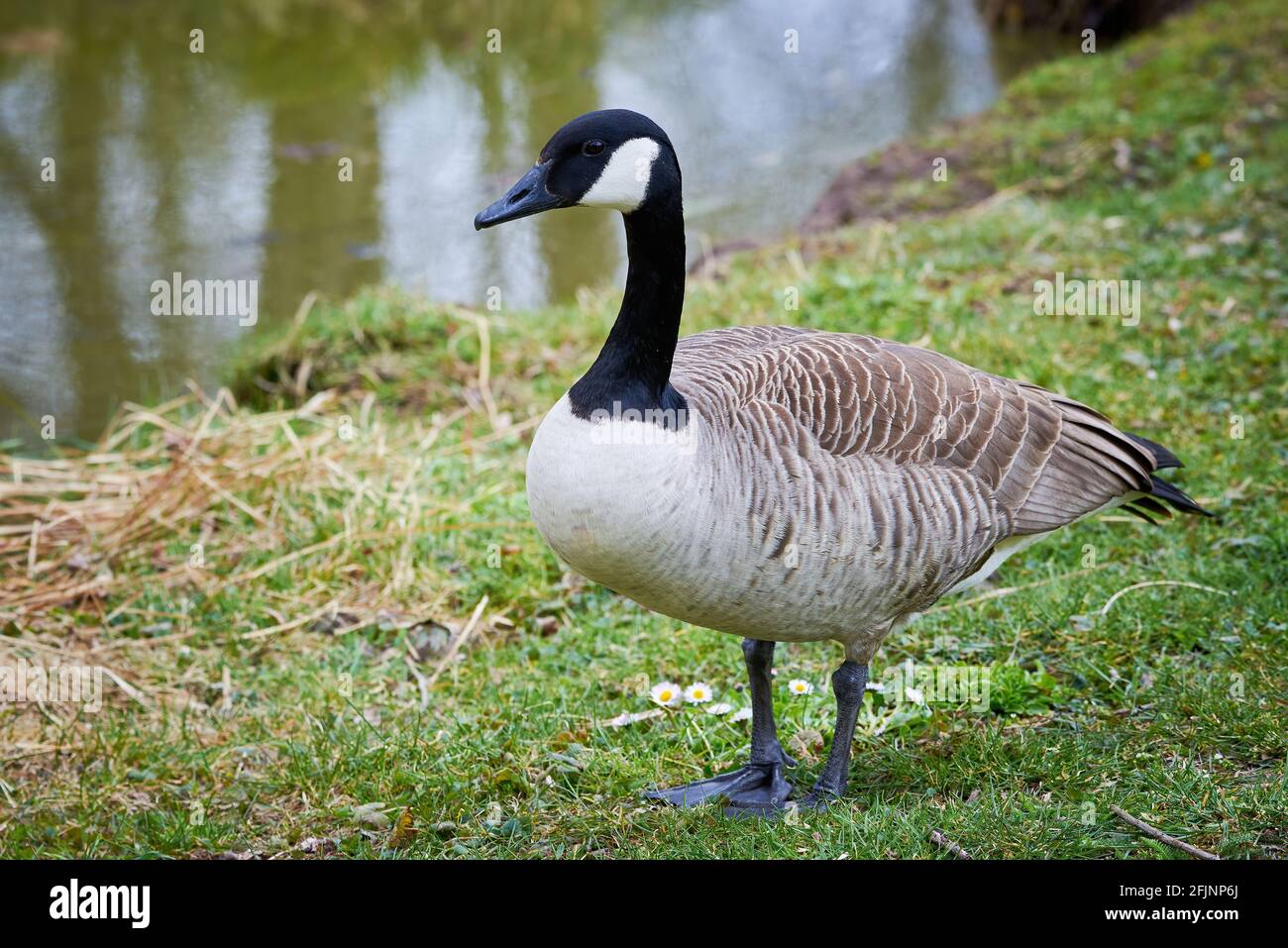 Kanadagans auf dem Feld ( Branta Canadensis ) Stockfoto
