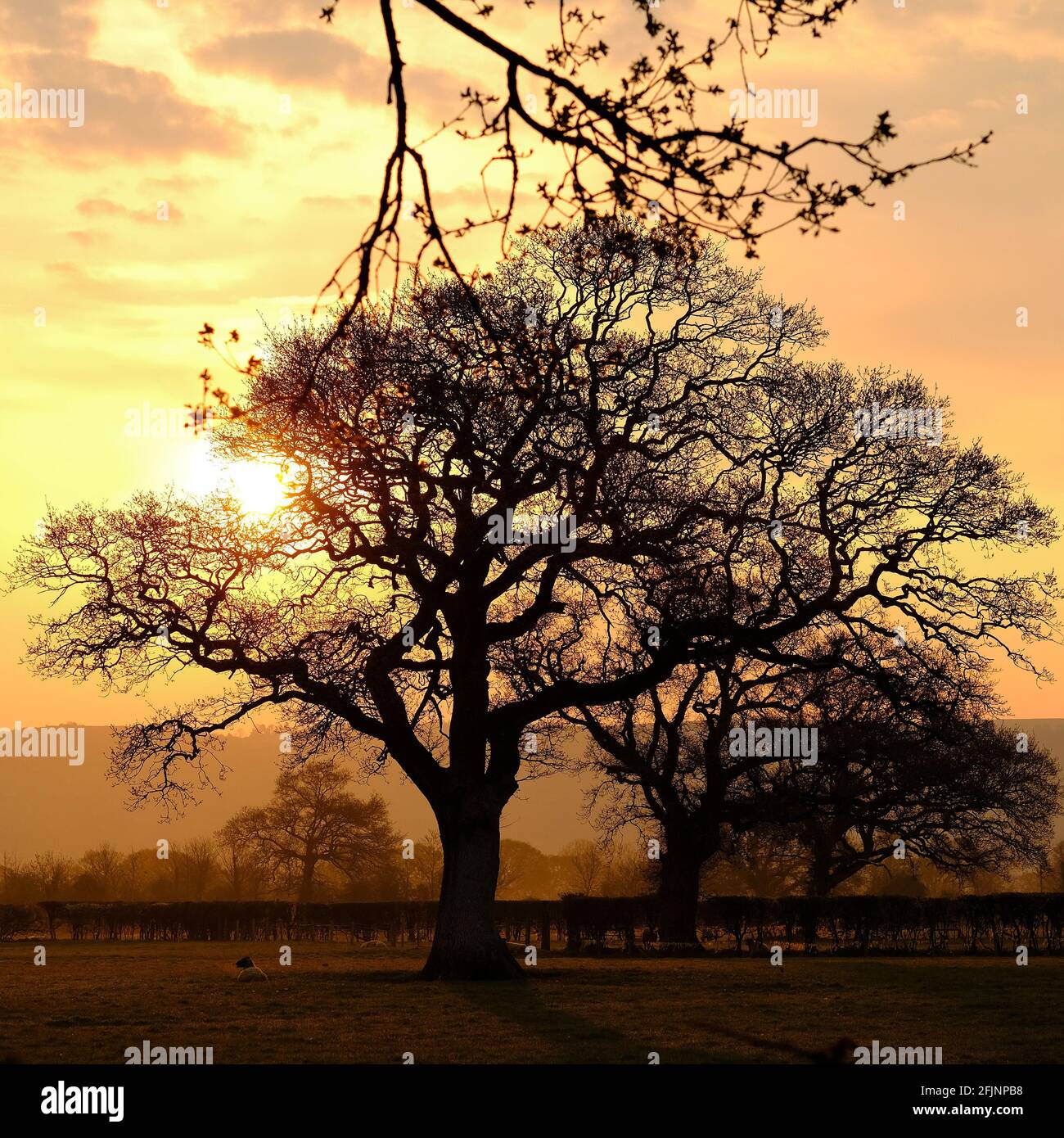 April 2021 - Ältere Bäume in der Morgendämmerung, in der Nähe des Somerset-Dorfes Cheddar. Stockfoto